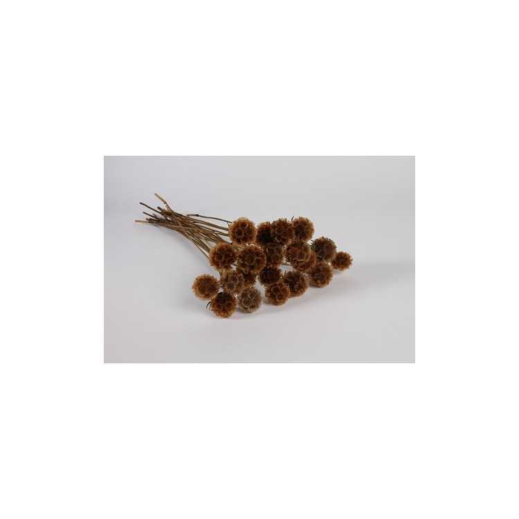 NATURAL DRIED SCABIEUSE H61 CM