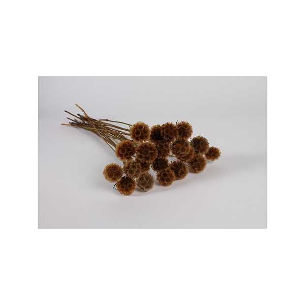 NATURAL DRIED SCABIEUSE H61 CM