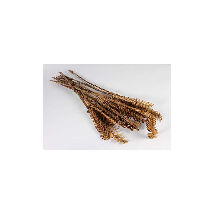 NATURAL DRY GRAVATA H100 CM BROWN