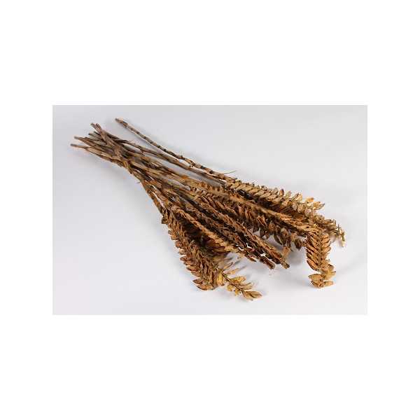 NATURAL DRY GRAVATA H100 CM BROWN
