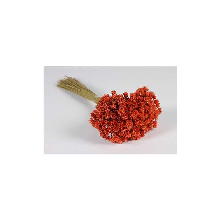 DRIED ORANGE HILL FLOWERS H46 CM