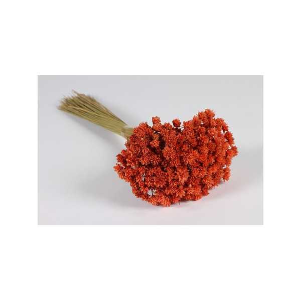 DRIED ORANGE HILL FLOWERS H46 CM