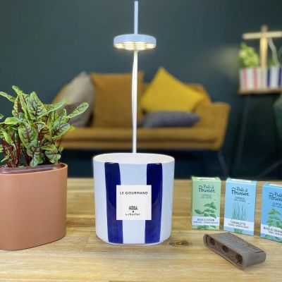 NANO POTAGER CERAMIQUE BLEU RAYE AVEC BASILIC 2