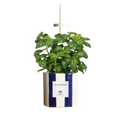 NANO POTAGER CERAMIQUE BLEU RAYE AVEC BASILIC