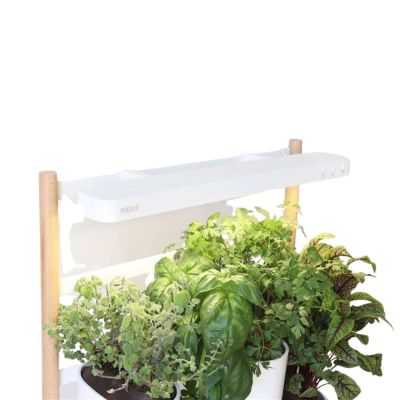 POTAGER MODULO 2 FR BASIL, CHIVES, LEMON BASIL, TOMATES 2