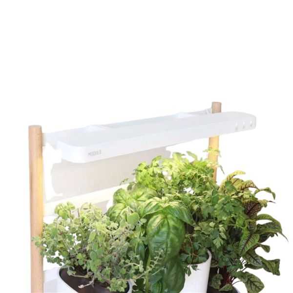 POTAGER MODULO 2 FR BASIL, CHIVES, LEMON BASIL, TOMATES