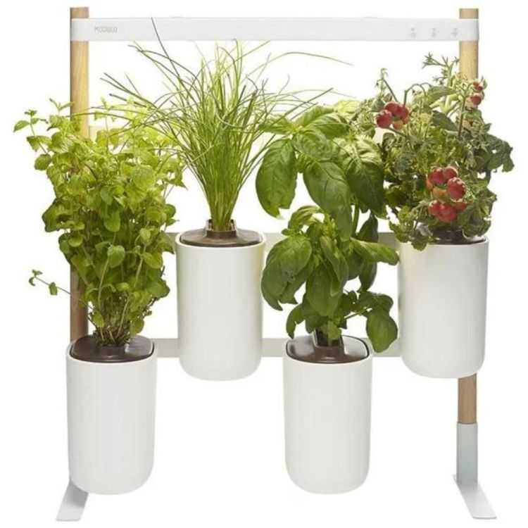 NANO VEGETABLE GARDEN BLUE STRIPED CERAMIC WITH BASIL