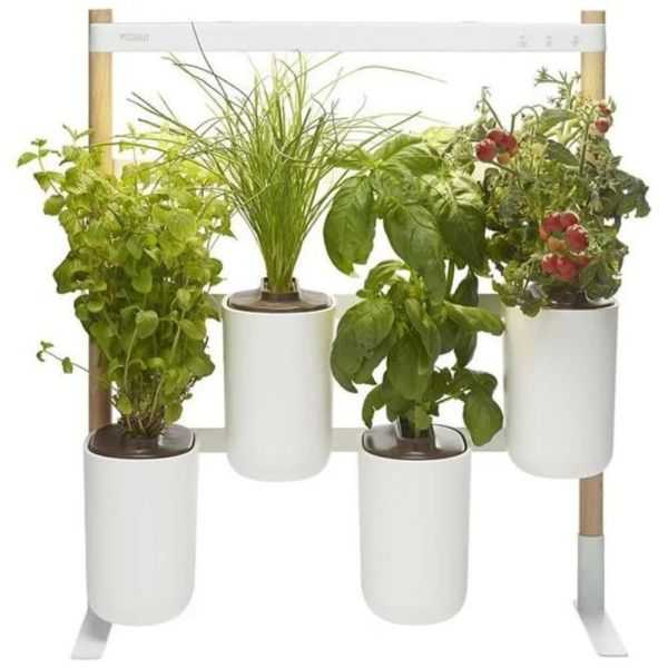 NANO VEGETABLE GARDEN BLUE STRIPED CERAMIC WITH BASIL