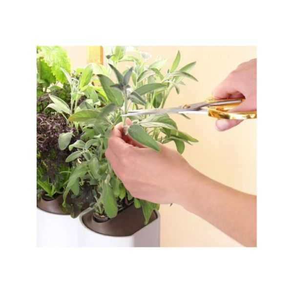 NANO VEGETABLE GARDEN BLUE STRIPED CERAMIC WITH BASIL