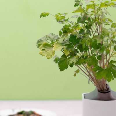 NANO VEGETABLE GARDEN BLUE STRIPED CERAMIC WITH BASIL 2