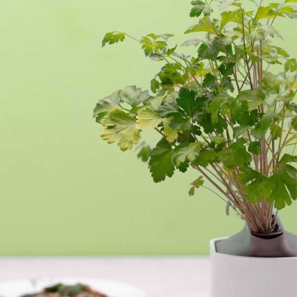 NANO VEGETABLE GARDEN BLUE STRIPED CERAMIC WITH BASIL