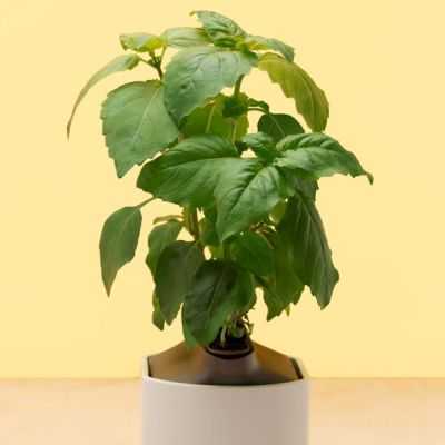 CÁPSULA DE SEMENTES DE MANJERICÃO COM LIMÃO ORGÂNICO 2