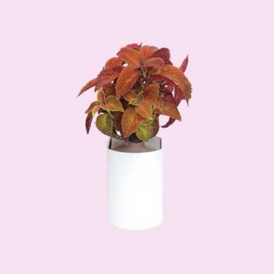 ORGANIC COLEUS SEED CAPSULE 2