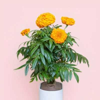 CAPSULE DE GRAINES BIOLOGIQUES DE ROSES INDIENNES 2