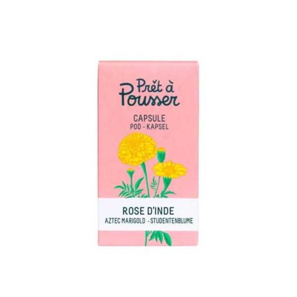 CAPSULE DE GRAINES BIOLOGIQUES DE ROSES INDIENNES