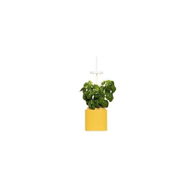NANO PLASTIC VEGETABLE GARDEN YELLOW MIMOSA WITH BASIL