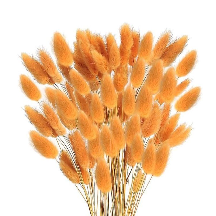 LAGURUS SECHE MOUTARDE H67 CM
