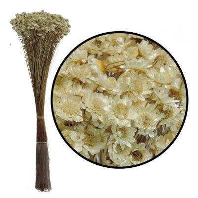 GLIXIA SECHE NATUREL H50 CM