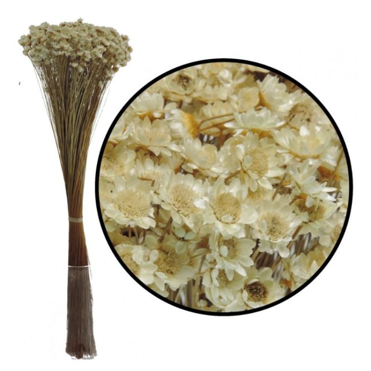 GLIXIA SECHE NATUREL H50 CM