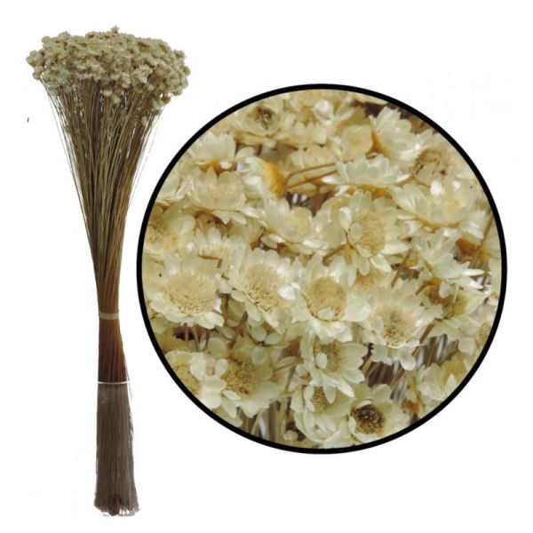 GLIXIA SECHE NATUREL H50 CM