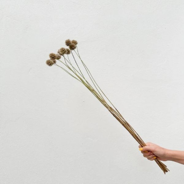 SCABIEUSE SECHEE NATURELLE 300G