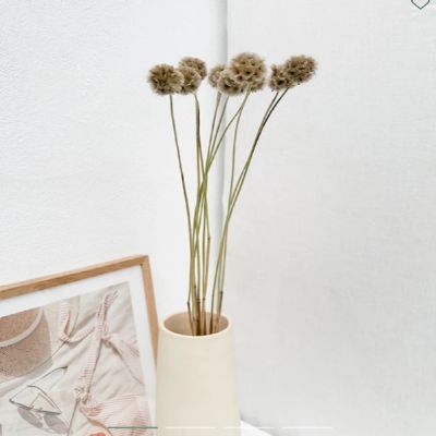 SCABIEUSE SECHEE NATURELLE 300G