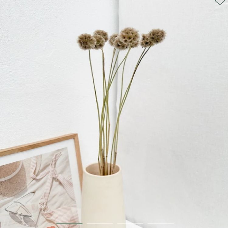 SCABIEUSE SECHEE NATURELLE 300G