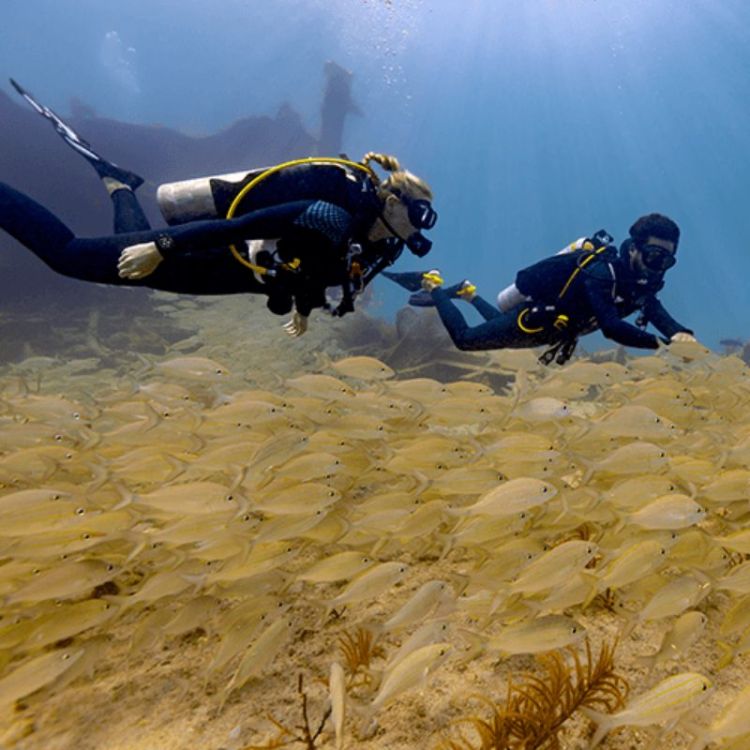 MONTRE CONNECTEEPLONGEE DESCENT G2 PALOMA CORAIL